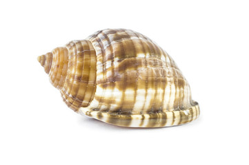 seashell