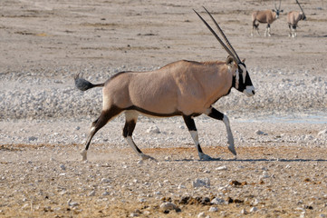 Orix (Gemsbok) running
