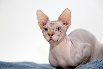 Sphinx