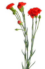 Obraz premium Branch of red carnation