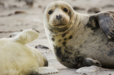 Gray seal mother and child - 49438833