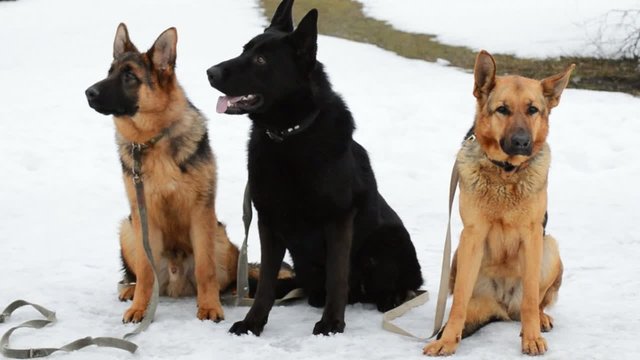 three guard dogs are sitting and waiting for a command