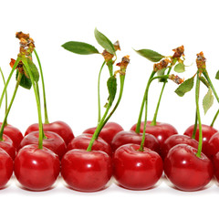 cherries isolated on white background