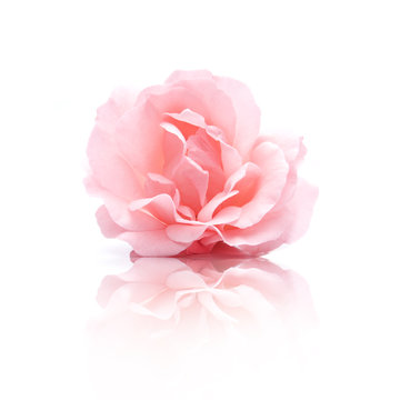 Rosa Rosenbl&uuml;te