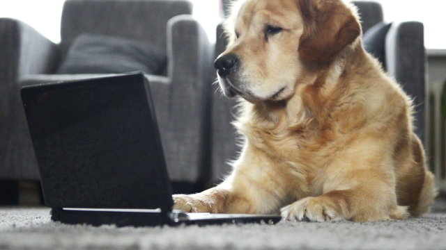 Dog is reading on laptop - Powered by Adobe