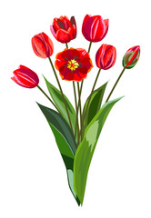 Bouquet of red tulips