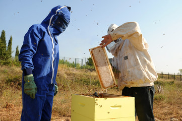 Apiculteurs de Béziers au travail avec les abeilles - miel de Béziers