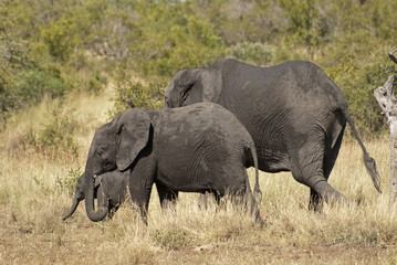 Elephants
