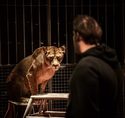 Tamer and lioness on circus arena © Nejron Photo