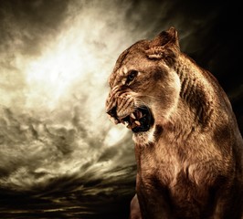Roaring lioness against stormy sky - obrazy, fototapety, plakaty