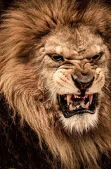 Poster Lion Gros plan du lion rugissant