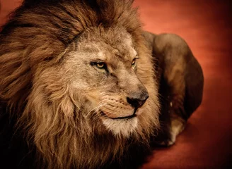 Papier Peint photo Lion Lion allongé sur l& 39 arène