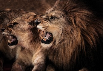 Fototapeta premium Z bliska strzał ryczącego lwa i lwicy