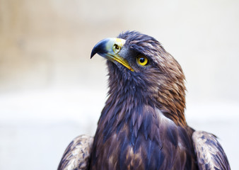Portrait of a golden eagle