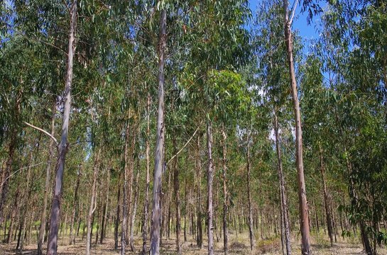 Eukalyptus - eucalyptus 22