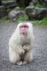 Fototapeta premium Japanese Macaque
