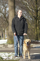 Guide dog is helping a blind man in traffic