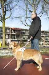 Guide dog is helping a blind man in traffic
