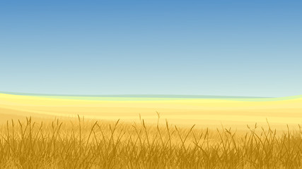 Fototapeta premium Field of yellow grass against blue sky.