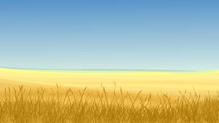 Foto op Plexiglas Field of yellow grass against blue sky. © vertyr