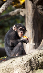 Chimpanzee