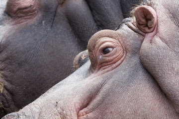 Hippo