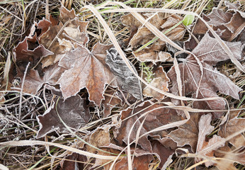 Fallen  leaves covered in hoar frost