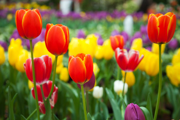 Colorful tulips in the garden