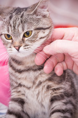 Human hand pets a Scottish-straight gray beautiful cat