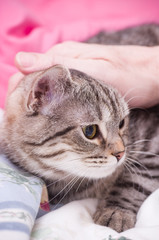 Fototapeta na wymiar Ludzkie zwierzęta ręczne Szkocji prosty szary piękny kot
