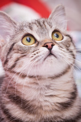 Scottish-straight gray beautiful cat