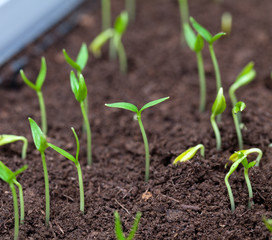 paprika seedlings