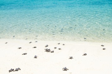 Kleine babyschildpadjes op weg naar de zee