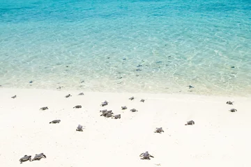 Foto auf Acrylglas Schildkröte Kleine Babyschildkröten auf dem Weg zum Meer