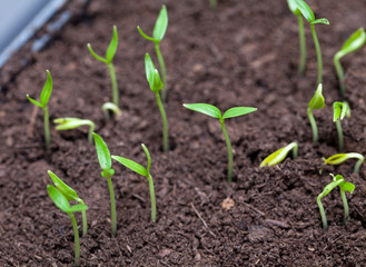 young paprika plants