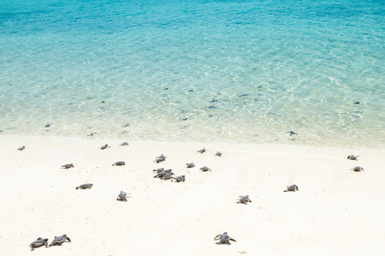 Little baby turtles on their way to the sea