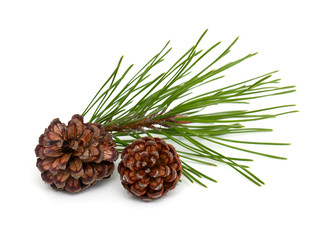 Fototapeta premium pine tree and cones