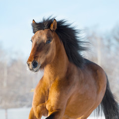 Fototapeta na wymiar Czerwony koń biegnie galopem w zimie