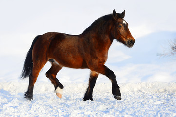 Bay draft horse portrait in motion in winter