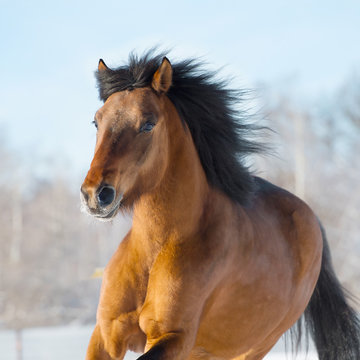 Red horse runs gallop in winter