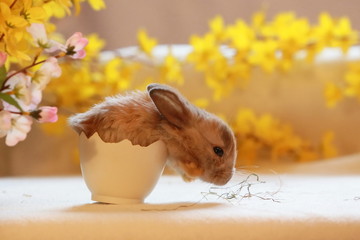 Kaninchen schlüpft aus Ei