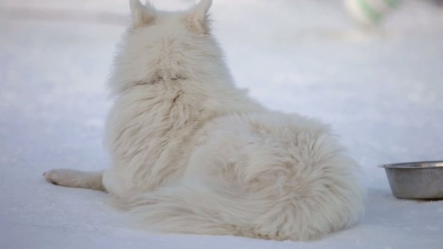 Husky mit weissen Fell