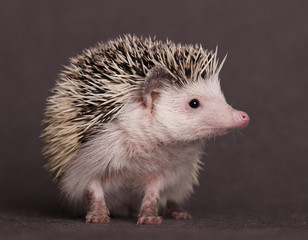 hedgehog © kislovas