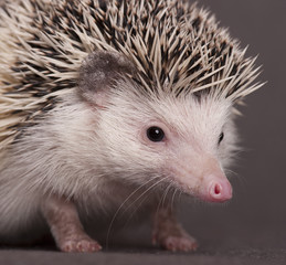 hedgehog