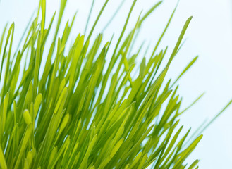 Fototapeta premium spring grass