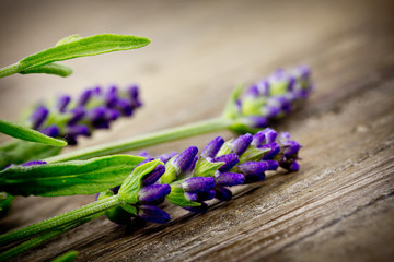 Lavendel