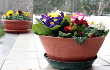 vasi di fiori
