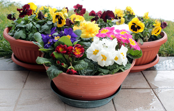 vasi di fiori