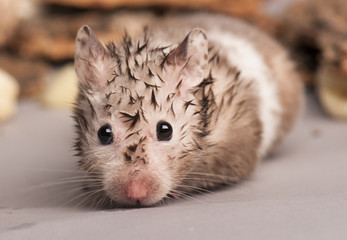 hamster