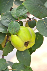 Green apple-quince on the branch of the tree